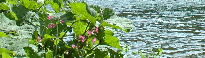 Fleurs_au_bord_du_Doubs.jpg