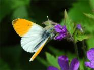 Agrandir Papillon-orange-et-blanc.jpg