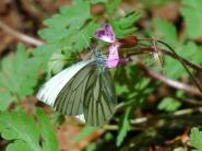 Agrandir Papillon-vert-et-blanc.jpg